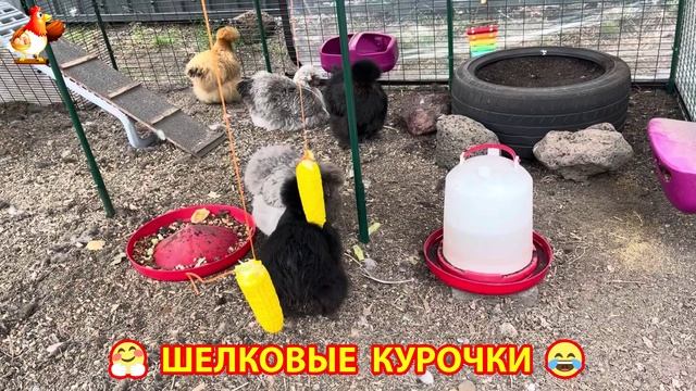 Шелковые курочки пушистые шарики ❣️🤗😂 (3)