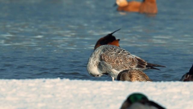 Царицынский парк. Sony A7c tamron 150-500 смотреть онлайн