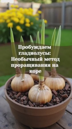Пробуждаем гладиолусы: необычный метод проращивания на коре #гладиолусы