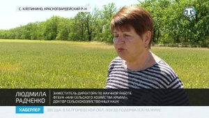 В с. Клепинино провели оценку качества пшеницы и эспарцета на полях НИИ сельского хозяйства Крыма