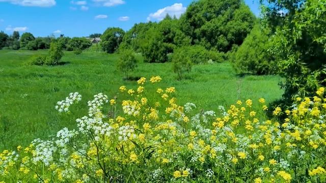 Лечебное пение птиц смотреть онлайн