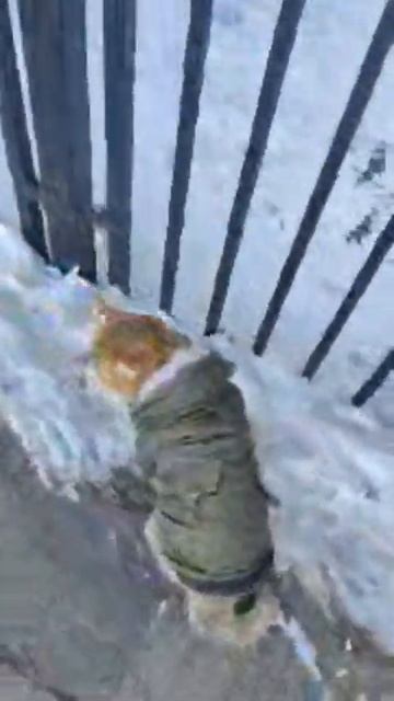 Идол выходит за пределы, качество видео низкое. йентер смотреть онлайн