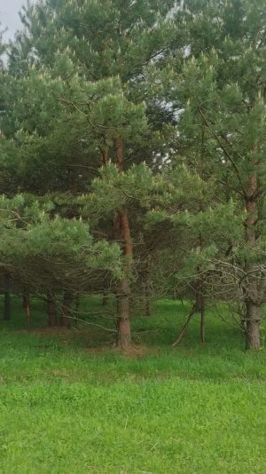 Лесная опушка. Энерго-Коуч Светлана Шелест.