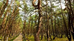 Танцующий лес на Куршской косе