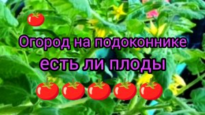 Доброе утро 26-05-2025 #огород_на_подоконнике #урожай #сад огород
