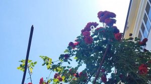 Миллион, миллион алых роз...