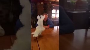 Танец Какаду.