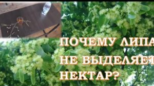 Почему липа не выделяет нектар?