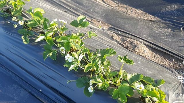 Подведение промежуточных итогов

Месяц с начала клубничного сезона и как мы пережили заморозки