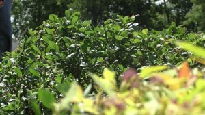 Мастер-класс по топиарной стрижке декоративных кустарников, г. Свердловск