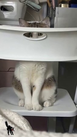 Осторожно, котики!40