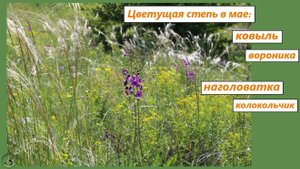 Цветущая степь волнуется на ветру. Ковыль, наголоватка, вероника, колокольчики, шалфей. Май 2025
