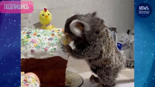 РАЗ, ДВА, ТРИ... ЧУТЬ-ЧУТЬ НЕДОКРУТИЛА ДИАНА АНКУДИНОВА ПРИКОЛЬНЫЕ КАДРЫ ИЗ ЖИЗНИ смотреть онлайн