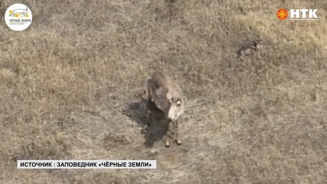 В биосферном заповеднике «Черные земли» закончился о? смотреть онлайн