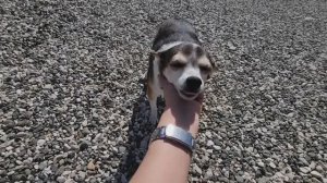 #Абхазия!🌴Сухум. Каштак. ГД  "АлиСер".❤🌹 С Днем рождения, Мафафаня!!! Нам 11 лет💗💗💗💗💗