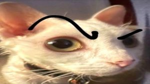 СМЕШНЫЕ КОТЫ 2025 ЛУЧШИЕ ПРИКОЛЫ С КОТАМИ, КОШКИ, КОТИКИ, СОБАЧКИ, СМЕШНОЕ ВИДЕО