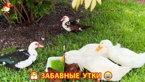 Забавные утки мускусные и пекинские на свободном выгуле ч.(38) ❣️🤗😂