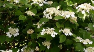 Горькая калина-автор О.Пахомов кавер Г.Погорельская (Кислякова)