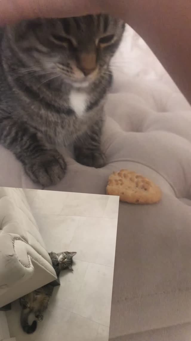 Кошка и печенье 