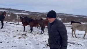 Заездили лошадей с табуна теперь самое интересное впе