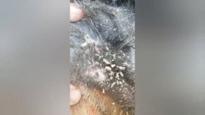 Что стало с собакой которую заживо ели опарыши.