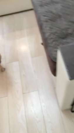 #французскийбульдог #собакиприколы #суперсобака #собака #бульдоги
