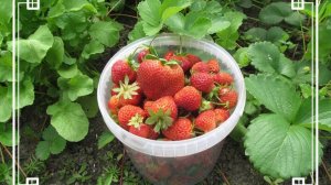 Обрезаем усы у клубники.