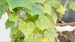 🌿🥒 ЕСЛИ У ОГУРЦОВ ЖЕЛТЕЮТ И ВЯНУТ ЛИСТЬЯ, СРОЧНО СДЕЛАЙТЕ ЭТО! ЛИСТЬЯ СНОВА ПОЗЕЛЕНЕЮТ! 🥒🌿