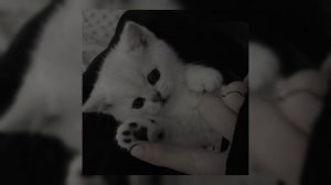 вайбовый плейлист песен/сборник песен (speed up)