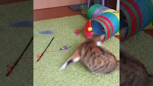 Анфиса и её новая игрушка