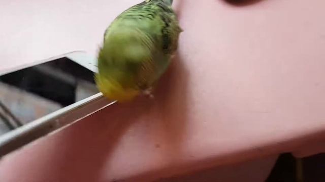 Смешной попугай Кеша смотреть онлайн