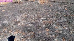 Копаю горелое поле с металлоискателем Minelab X-Terra Pro.
