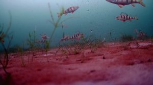 Подводка камера зимой , глубина 10 метров