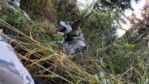 Охота на медведя в горах Алтая