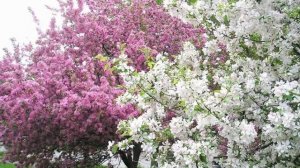 Весенние фантазии (Стихи А.Иванихин)