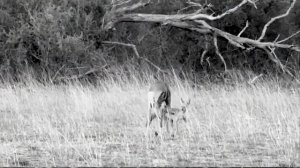 Волки Напали на Верблюдов / Сражения Животных Снятые н