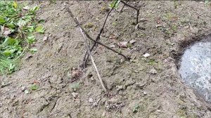 Создание виноградника 2025.mp4