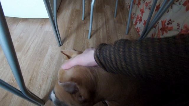 Видео тест камеры Xiaomi Mijia 4k смотреть онлайн