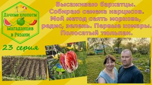 Высаживаю бархатцы. Собираю семена нарцисов. Мой метод сеять морковь, редис, зелень. Первые комары.