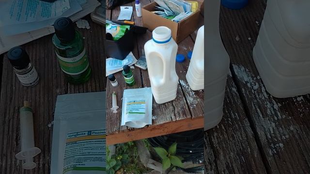 Вторая профилактическая обработка для защиты винограда.