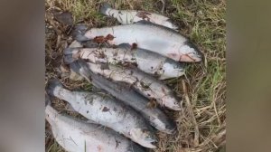 ШОК! КРАСНОЙ РЫБОЙ ЗАВАЛИЛО ПЛЯЖИ В ГЕЛЕНДЖИКЕ!