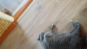 Гламурная кошечка Феди