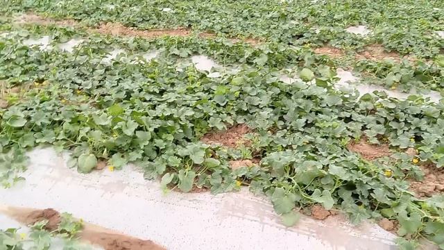 КИШЛОГИМИЗ ЯНГЛИКЛАРИДАН ХАНДАЛАК ПЕШИШИГА ОЗ КОЛДИ смотреть онлайн