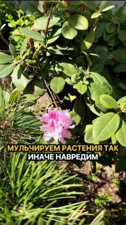 Мульчируем растения так, чтобы не навредить!