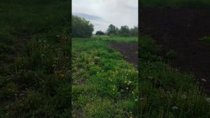 Приехал к другу и увёл жеребца