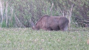 Артемовские луга. Лось лакомится телорезом.