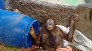 Обезьяна гибона