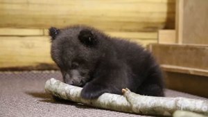 МЕДВЕЖАТА 2022 (продолжение) /BEAR CUBS 2022 (Part 2)