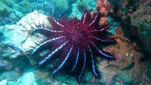 Терновый венец (Корона Христа)