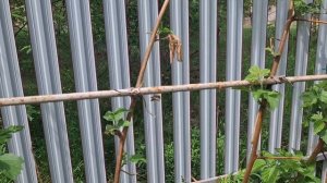 Опора для ежевики.  Горшочки с растениями. Опять косить